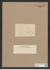 Hyalodiscus sp. (de-Toni-Nr.: Genus 219) Zeichnungen Sammlung Grunow Nr. 9462 (NHMW-BOT-W0379327)